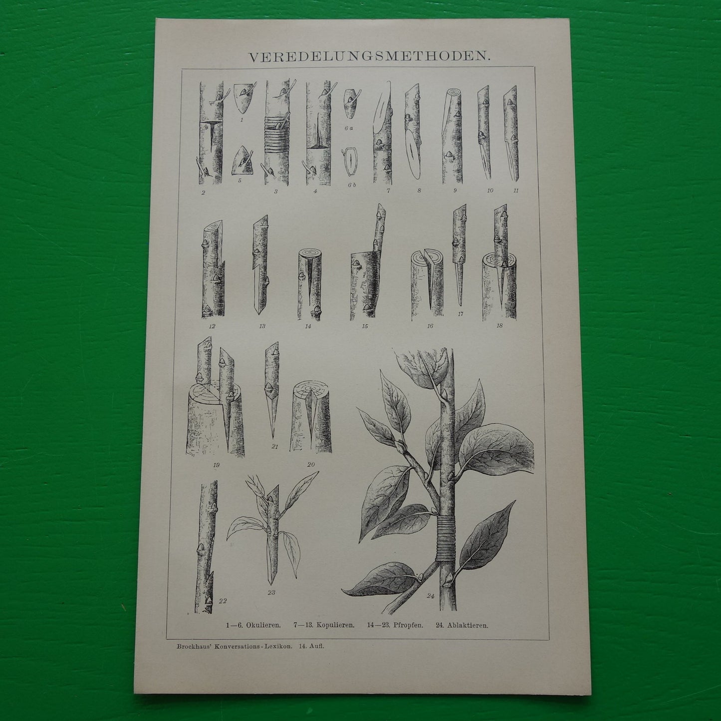 oude prent over plantenveredeling uit 1905 Originele antieke botanische illustratie vintage prints planten veredeling biologie