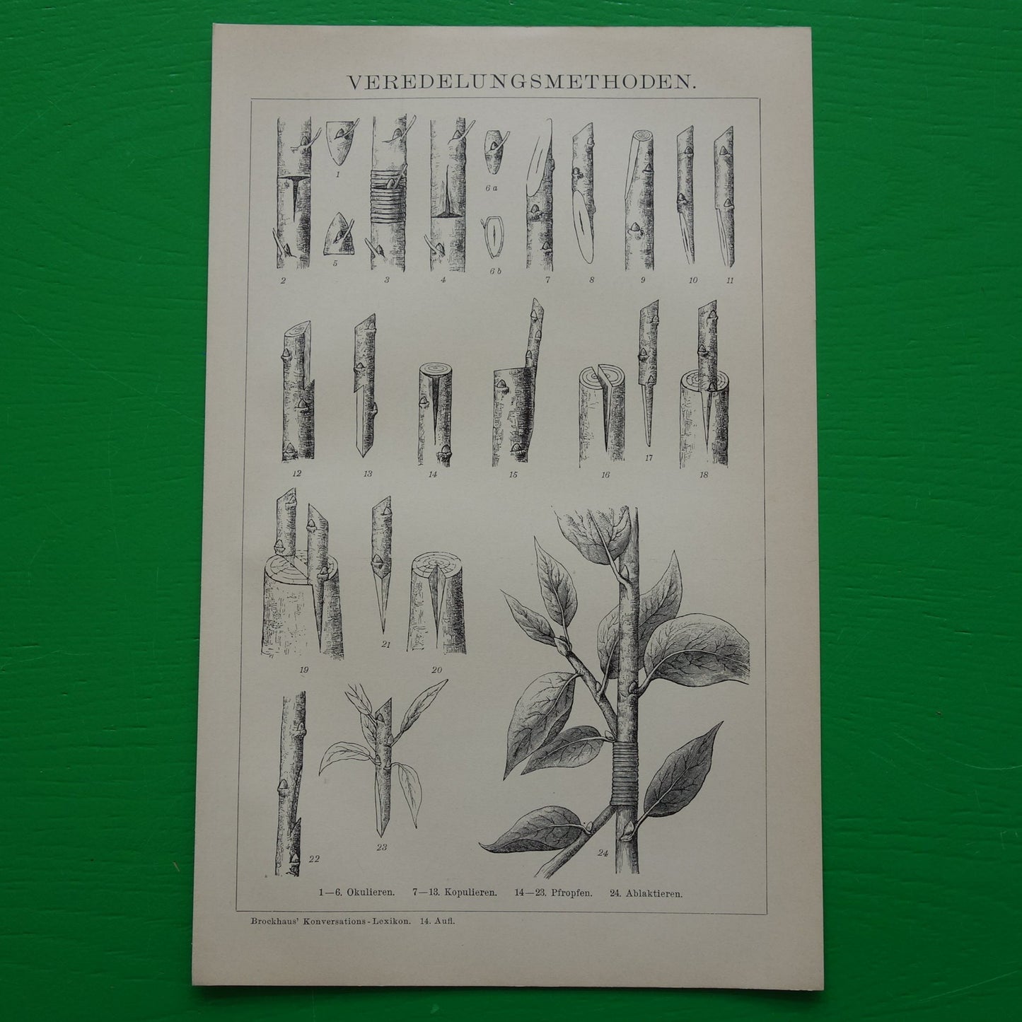 oude prent over plantenveredeling uit 1905 Originele antieke botanische illustratie vintage prints planten veredeling biologie