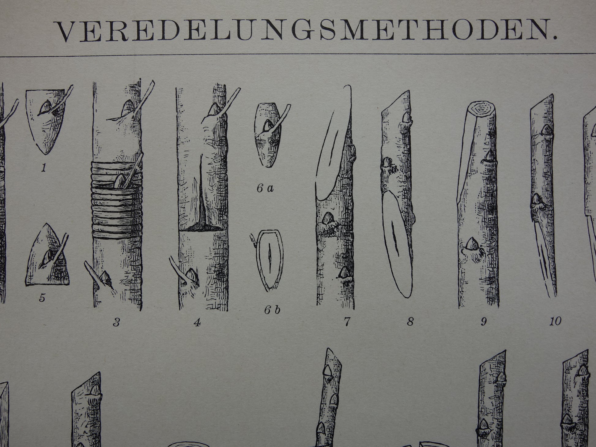 oude prent over plantenveredeling uit 1905 Originele antieke botanische illustratie vintage prints planten veredeling biologie