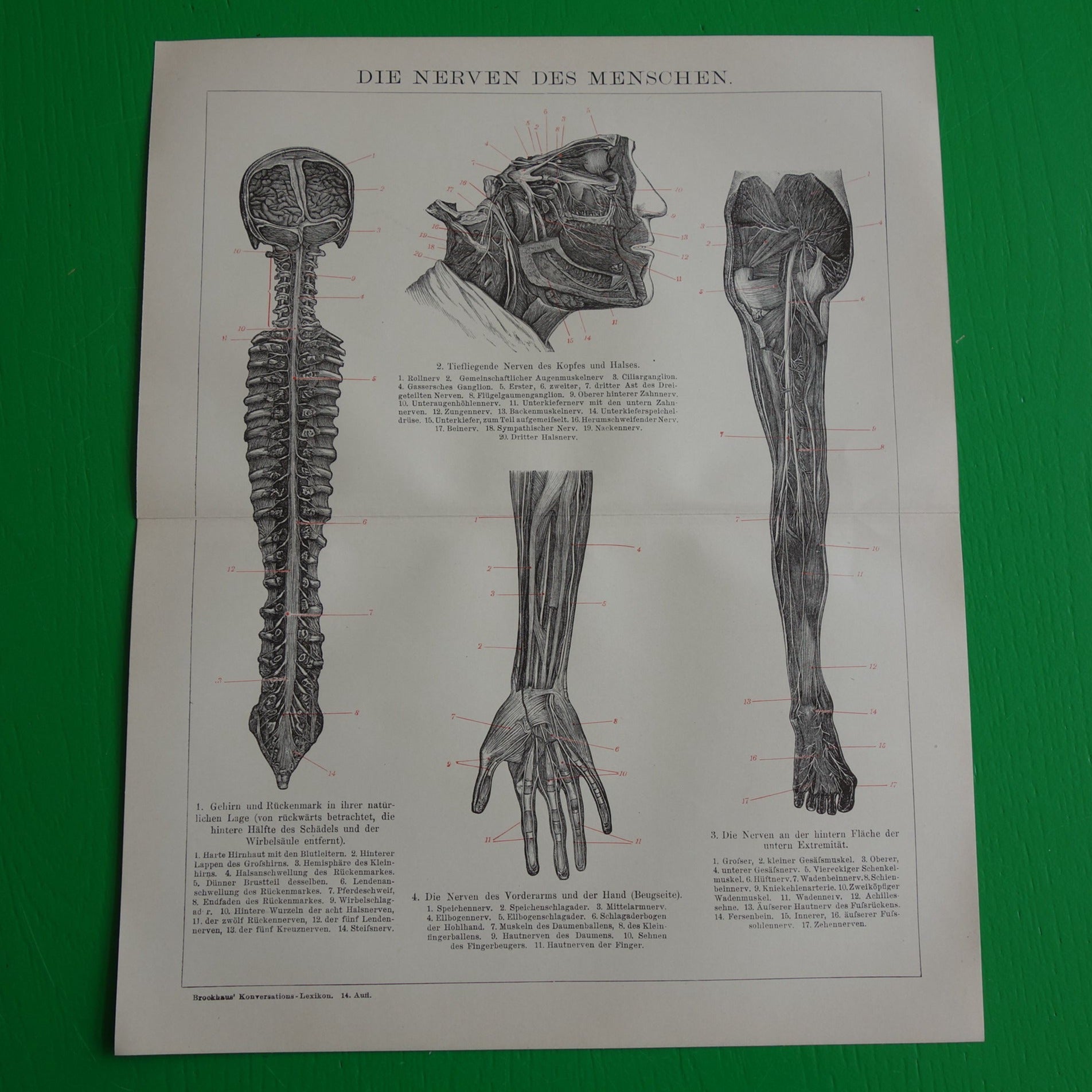 Oude anatomie prent van het zenuwstelsel uit het jaar 1905 originele antieke anatomische illustratie zenuwen zenuwbaan zenuw