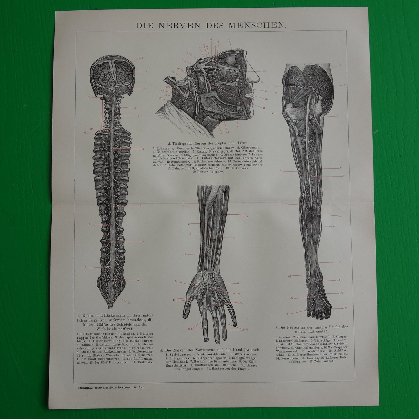 Oude anatomie prent van het zenuwstelsel uit het jaar 1905 originele antieke anatomische illustratie zenuwen zenuwbaan zenuw