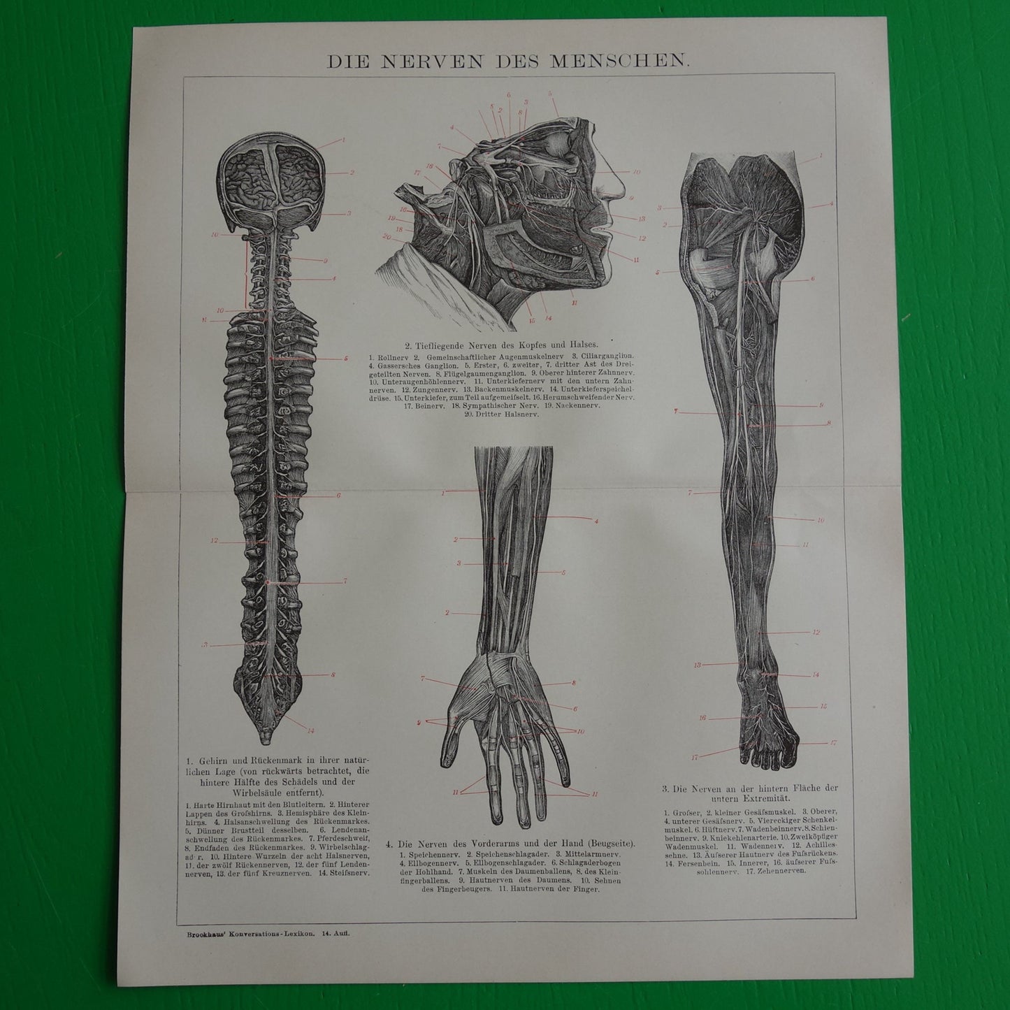 Alter Anatomiedruck des menschlichen Auges aus dem Jahr 1910 original antike anatomische Illustration Augen Augenhöhle