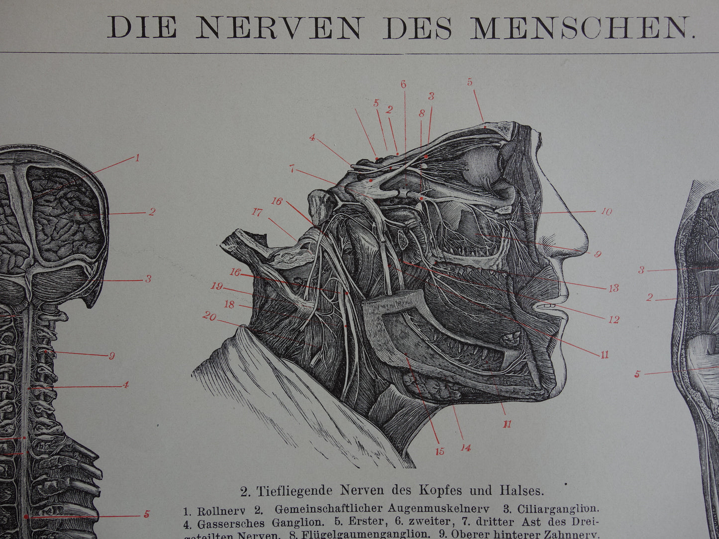 Oude anatomie prent van het zenuwstelsel uit het jaar 1905 originele antieke anatomische illustratie zenuwen zenuwbaan zenuw