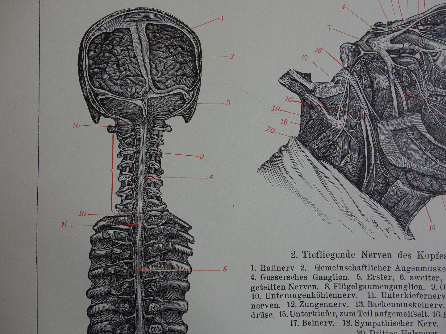 Alter Anatomiedruck des menschlichen Auges aus dem Jahr 1910 original antike anatomische Illustration Augen Augenhöhle