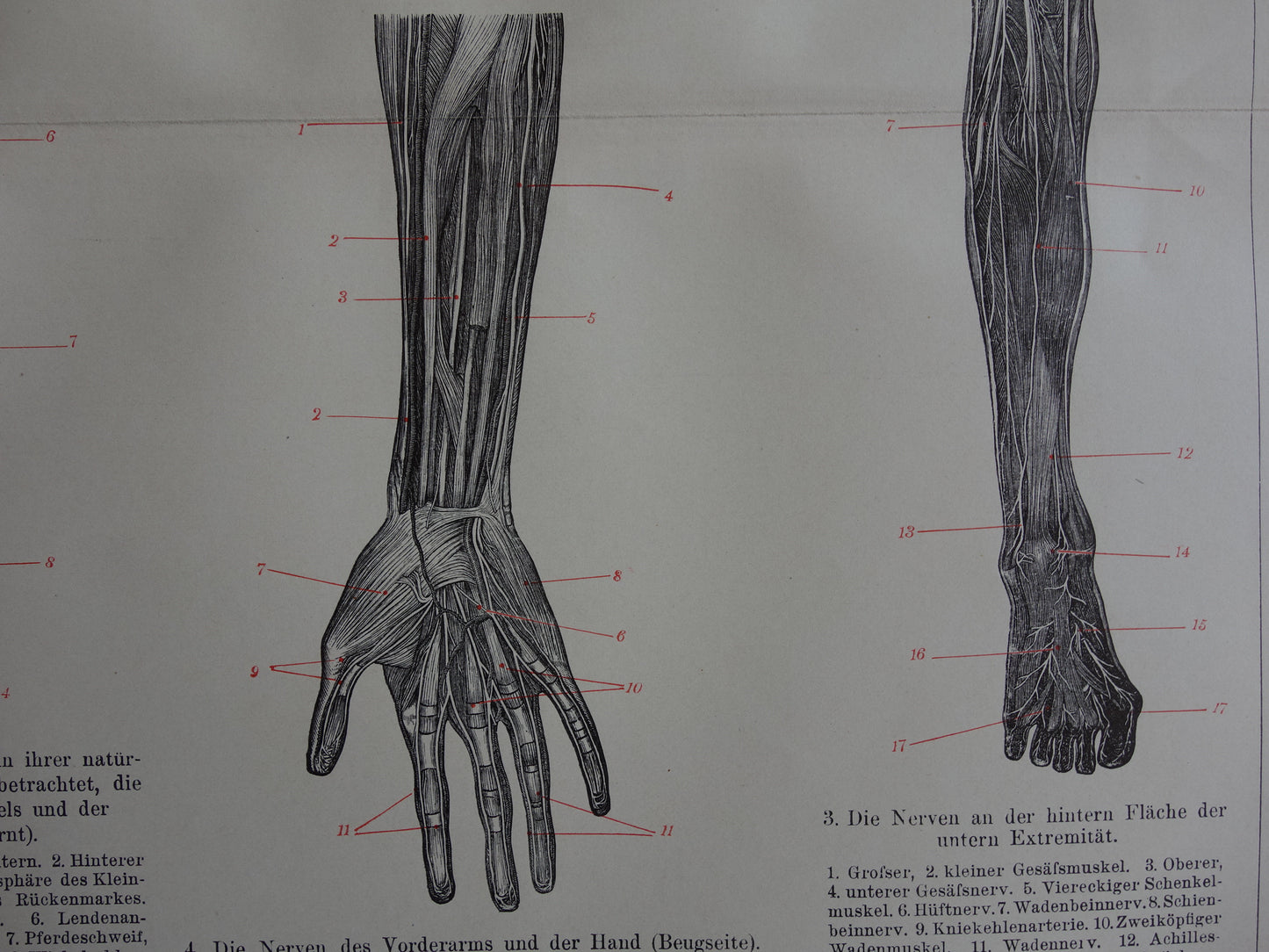 Alter Anatomiedruck des menschlichen Auges aus dem Jahr 1910 original antike anatomische Illustration Augen Augenhöhle