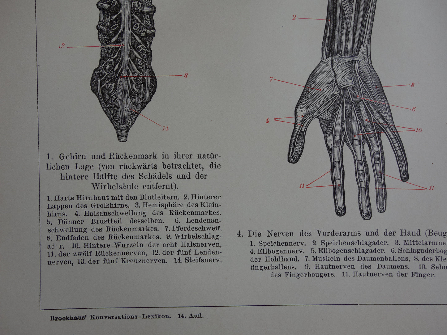 Alter Anatomiedruck des menschlichen Auges aus dem Jahr 1910 original antike anatomische Illustration Augen Augenhöhle