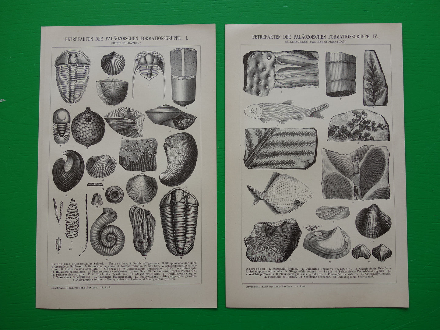 FOSSIEL Vintage Print Set van twee antieke fossielen Prints van Schelpen Ammonieten Paleozoïcum Tijdperk Oude Illustratie Prints