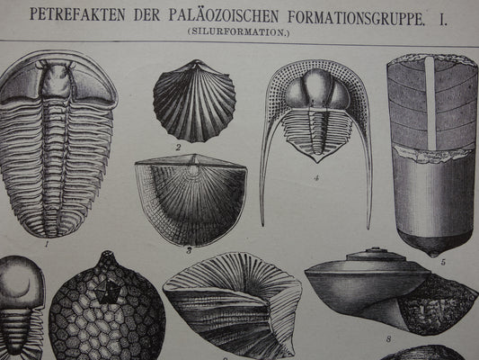 FOSSIL Vintage Print Set of Two Antique Fossils Prints of Shells Ammonites Paleozoic Era Ancient Illustration Prints