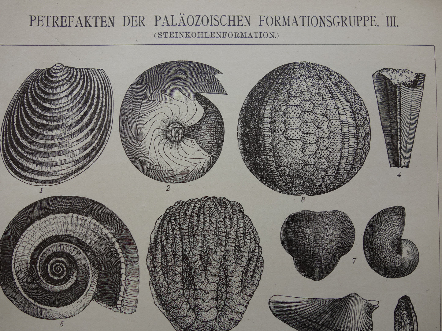 FOSSIEL Vintage Print Set van twee antieke fossielen Prints van Schelpen Ammonieten Paleozoïcum Tijdperk Oude Illustratie Prints