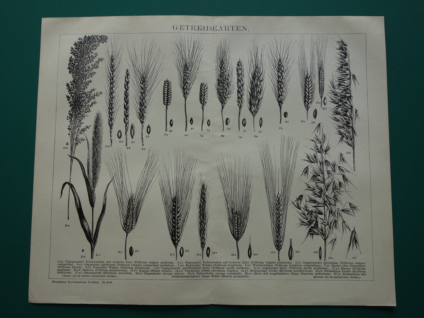 GRAAN oude botanische prent Granen Tarwe Mais originele antieke Duitse illustratie uit 1905 botanie prenten