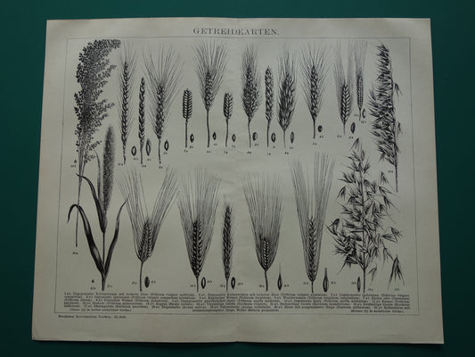 GRAAN oude botanische prent Granen Tarwe Mais originele antieke Duitse illustratie uit 1905 botanie prenten