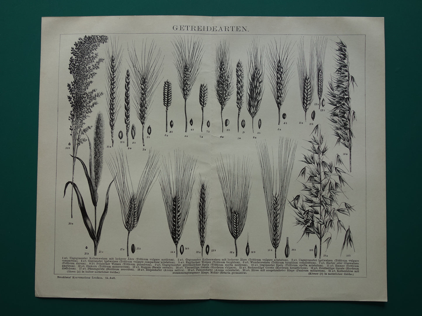 GRAAN oude botanische prent Granen Tarwe Mais originele antieke Duitse illustratie uit 1905 botanie prenten