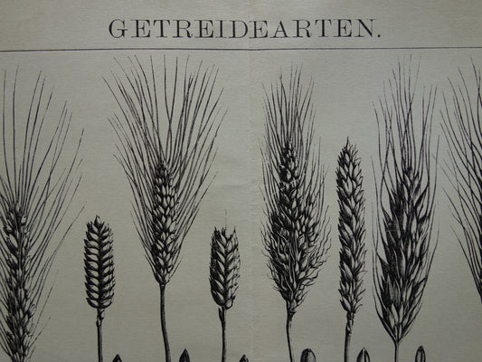 GRAAN oude botanische prent Granen Tarwe Mais originele antieke Duitse illustratie uit 1905 botanie prenten