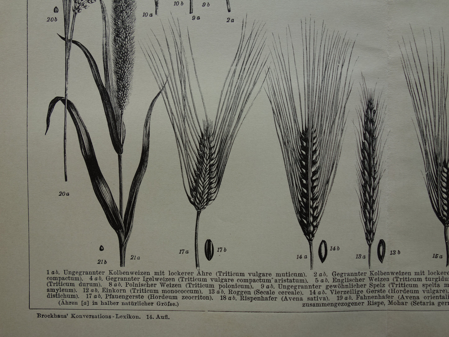 GRAAN oude botanische prent Granen Tarwe Mais originele antieke Duitse illustratie uit 1905 botanie prenten