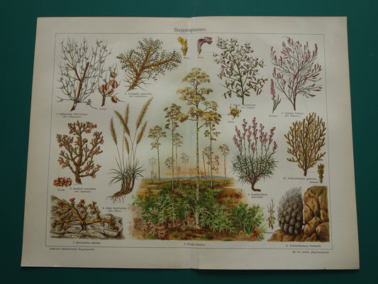 STEPPENPLANTEN Oude botanische prent uit het jaar 1930 originele vintage illustratie steppe plant