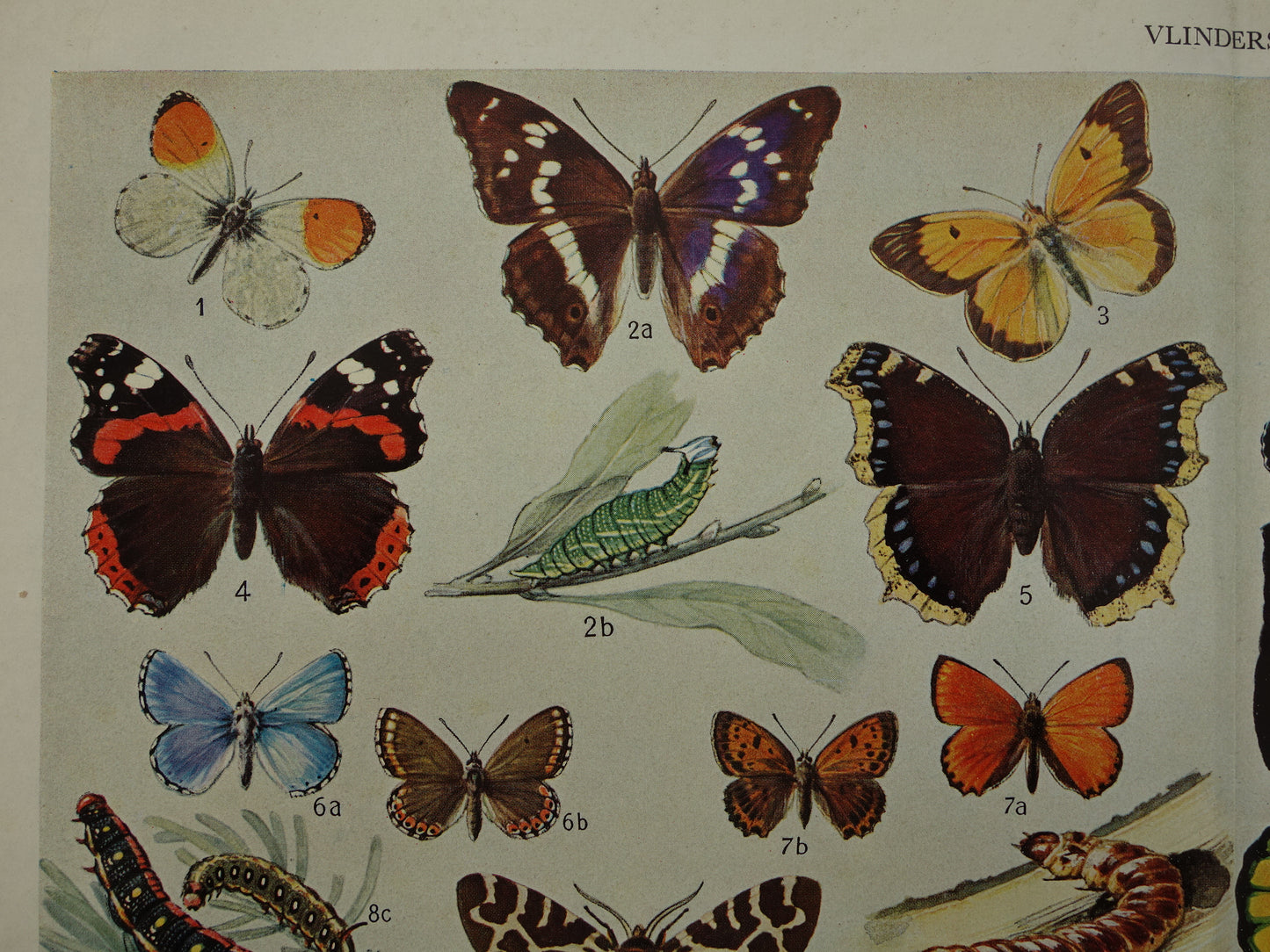 VLINDERS Oude prent Vlinder Rups - Originele vintage Nederlandse illustratie uit 1938