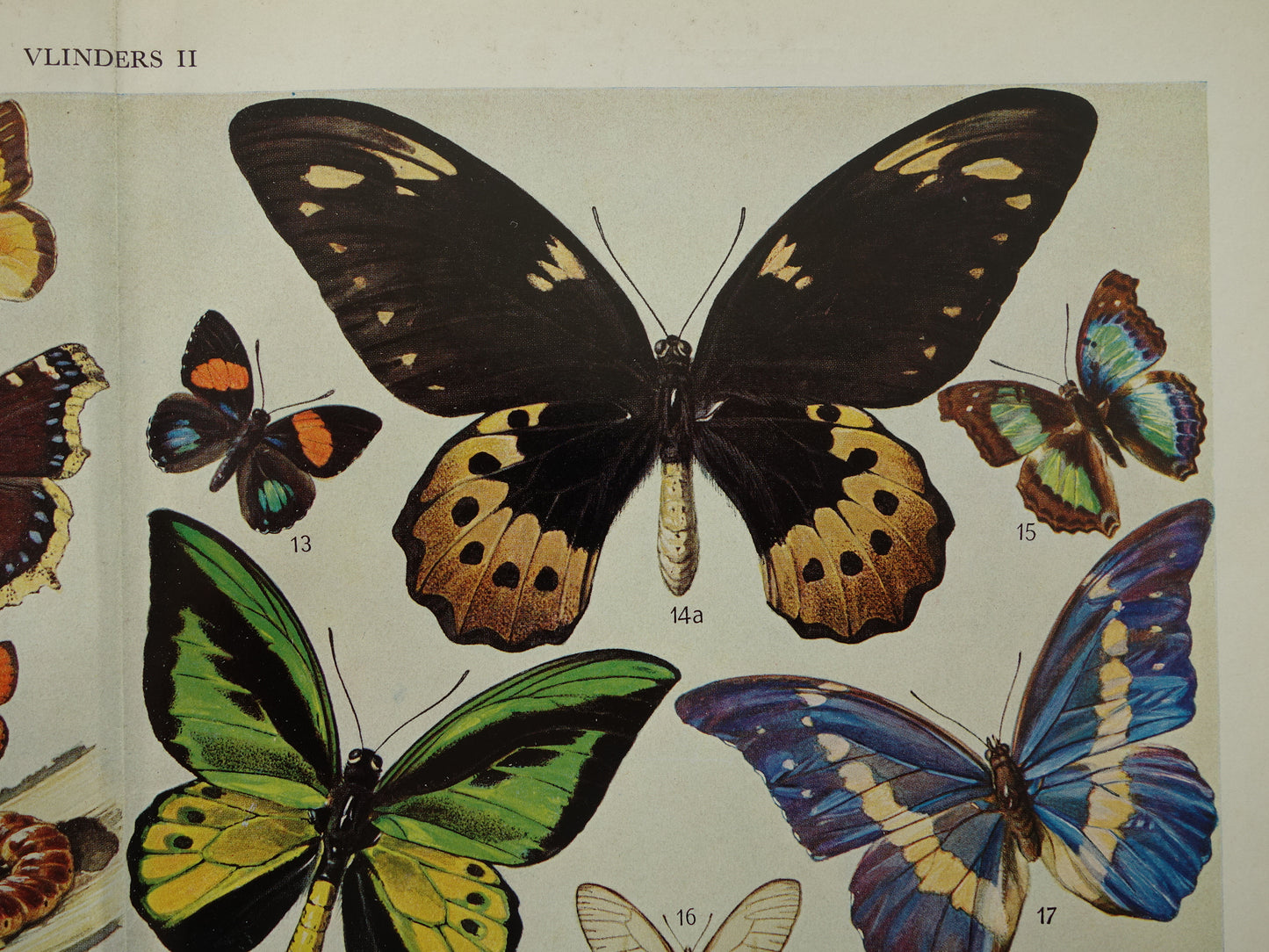 VLINDERS Oude prent Vlinder Rups - Originele vintage Nederlandse illustratie uit 1938