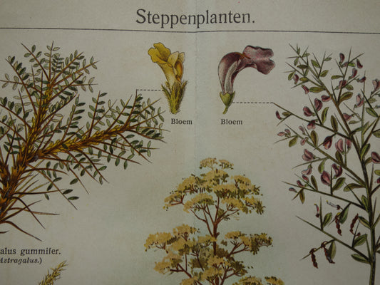 STEPPENPLANTEN Oude botanische prent uit het jaar 1930 originele vintage illustratie steppe plant