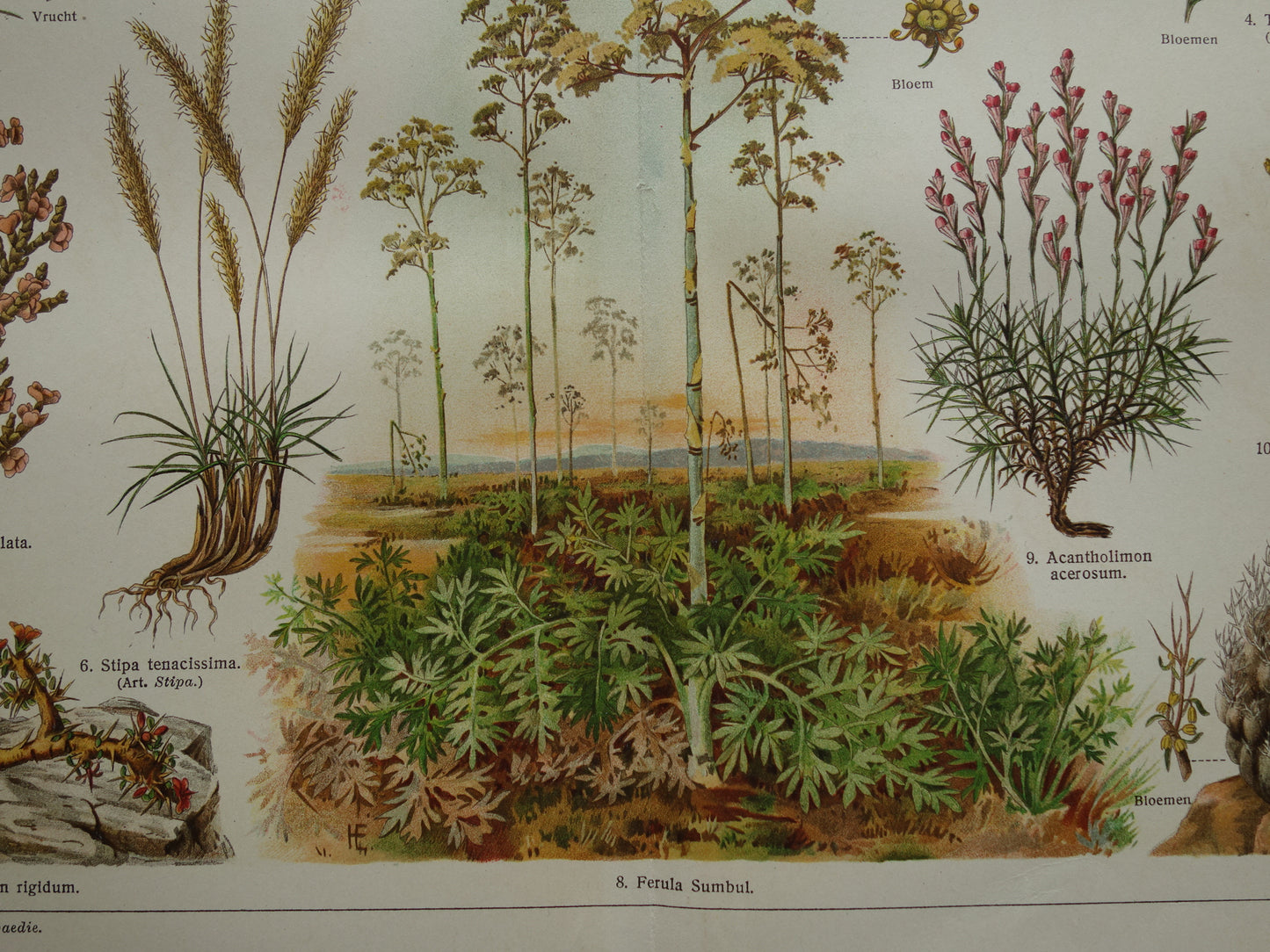 STEPPENPLANTEN Oude botanische prent uit het jaar 1930 originele vintage illustratie steppe plant