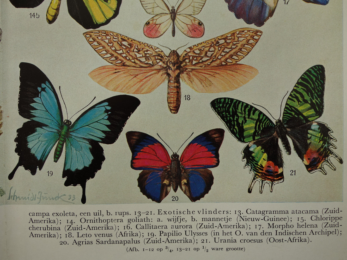 VLINDERS Oude prent Vlinder Rups - Originele vintage Nederlandse illustratie uit 1938