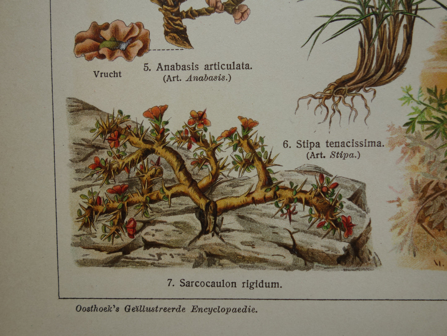 STEPPENPLANTEN Oude botanische prent uit het jaar 1930 originele vintage illustratie steppe plant