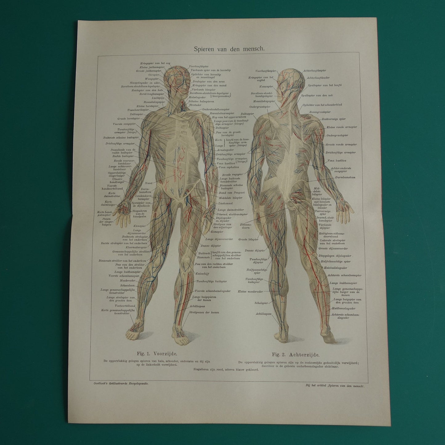 SPIEREN Oude anatomie prent uit 1930 originele vintage anatomische illustratie spier lichaam vintage print