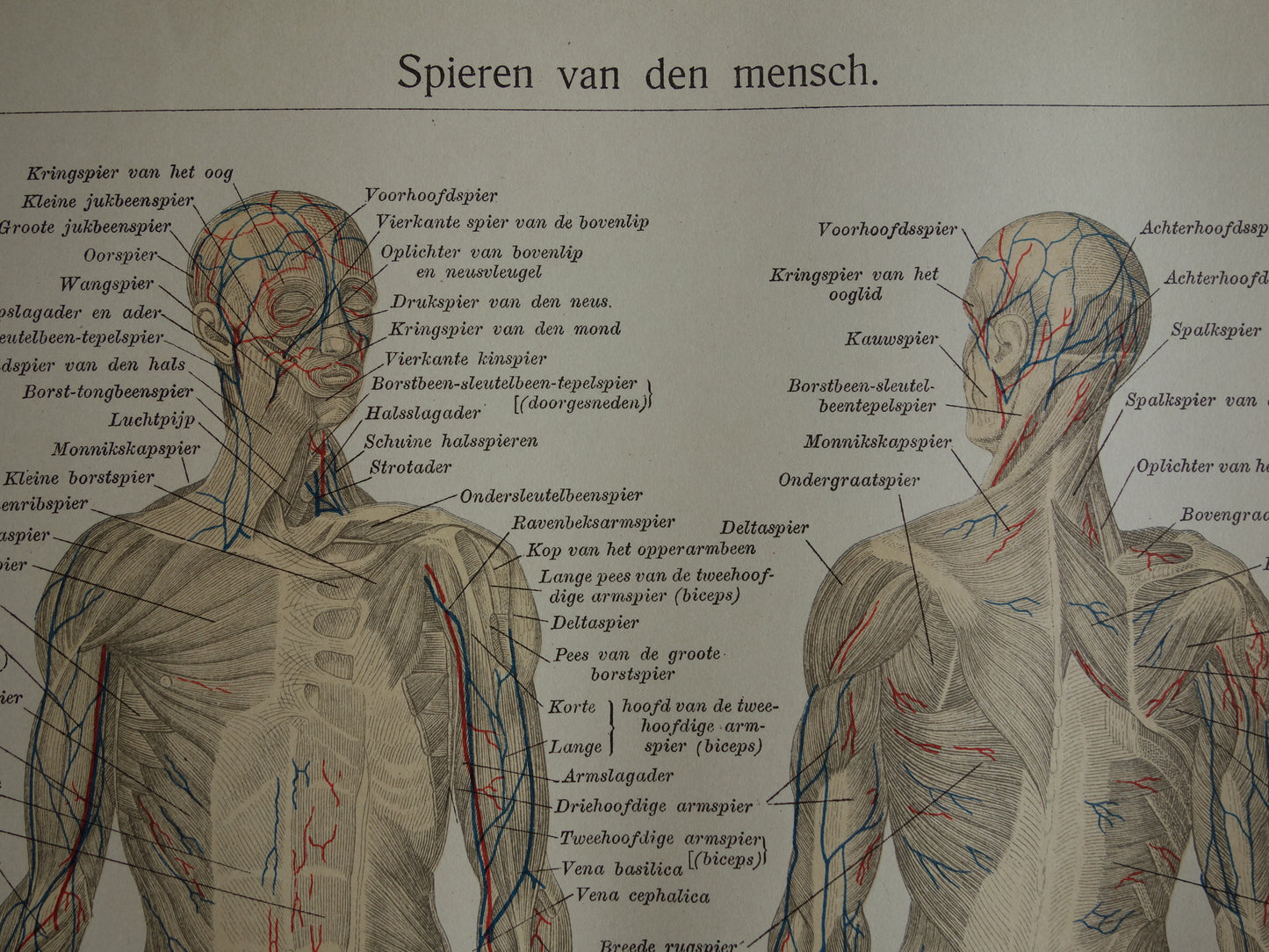 SPIEREN Oude anatomie prent uit 1930 originele vintage anatomische illustratie spier lichaam vintage print