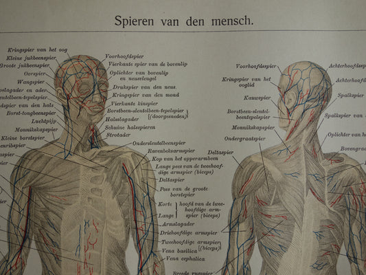 MUSKELN Alter Anatomiedruck von 1905 original antike anatomische Illustration Muskelkörper Vintage Druck