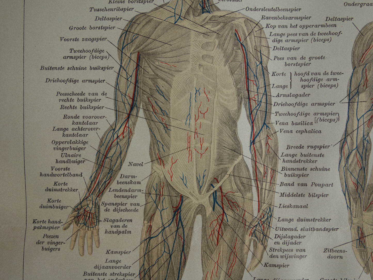 SPIEREN Oude anatomie prent uit 1930 originele vintage anatomische illustratie spier lichaam vintage print