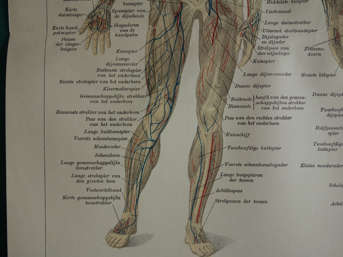 SPIEREN Oude anatomie prent uit 1930 originele vintage anatomische illustratie spier lichaam vintage print