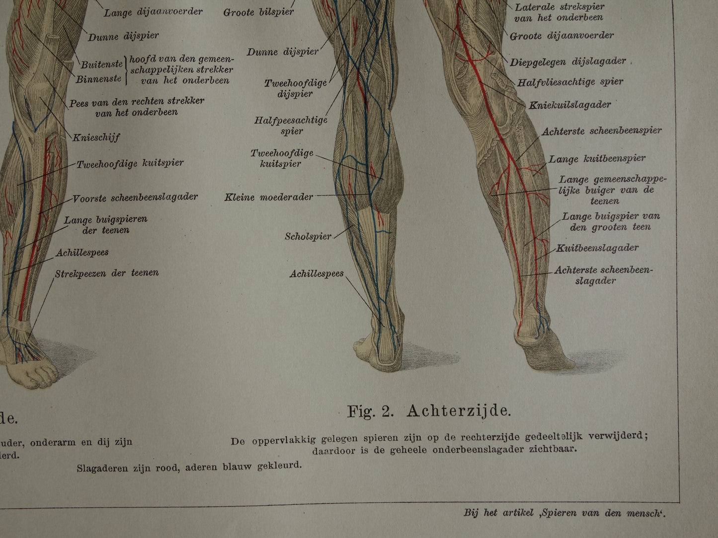 SPIEREN Oude anatomie prent uit 1930 originele vintage anatomische illustratie spier lichaam vintage print