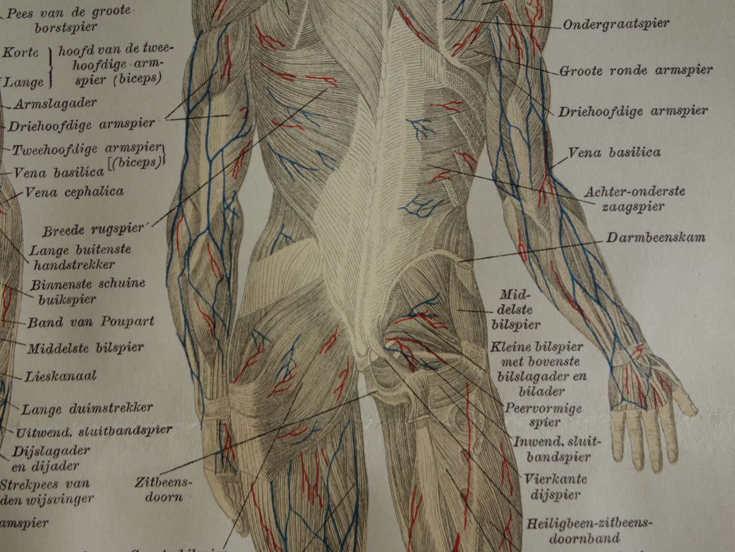 SPIEREN Oude anatomie prent uit 1930 originele vintage anatomische illustratie spier lichaam vintage print