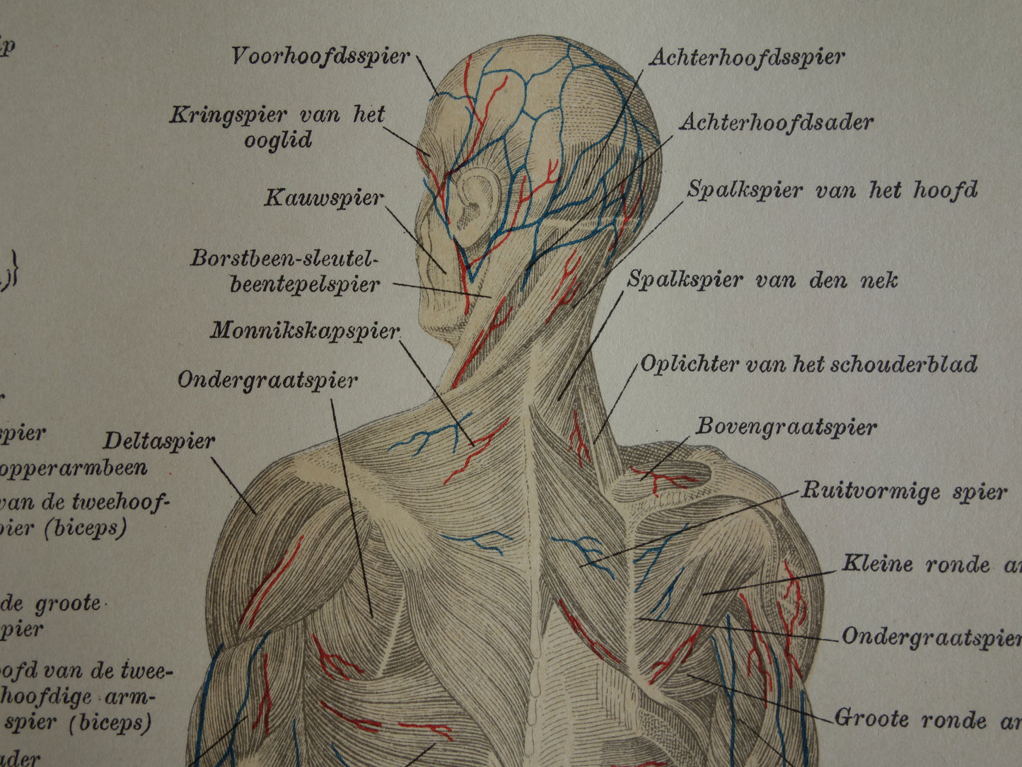 SPIEREN Oude anatomie prent uit 1930 originele vintage anatomische illustratie spier lichaam vintage print