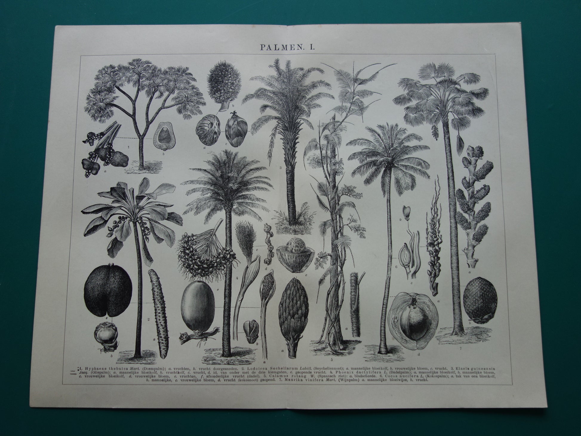 PALMBOOM vintage print uit 1912 originele Nederlandse antieke Palmbomen prent Oude botanische prints Kokospalm Dadelpalm Oliepalm Wijnpalm