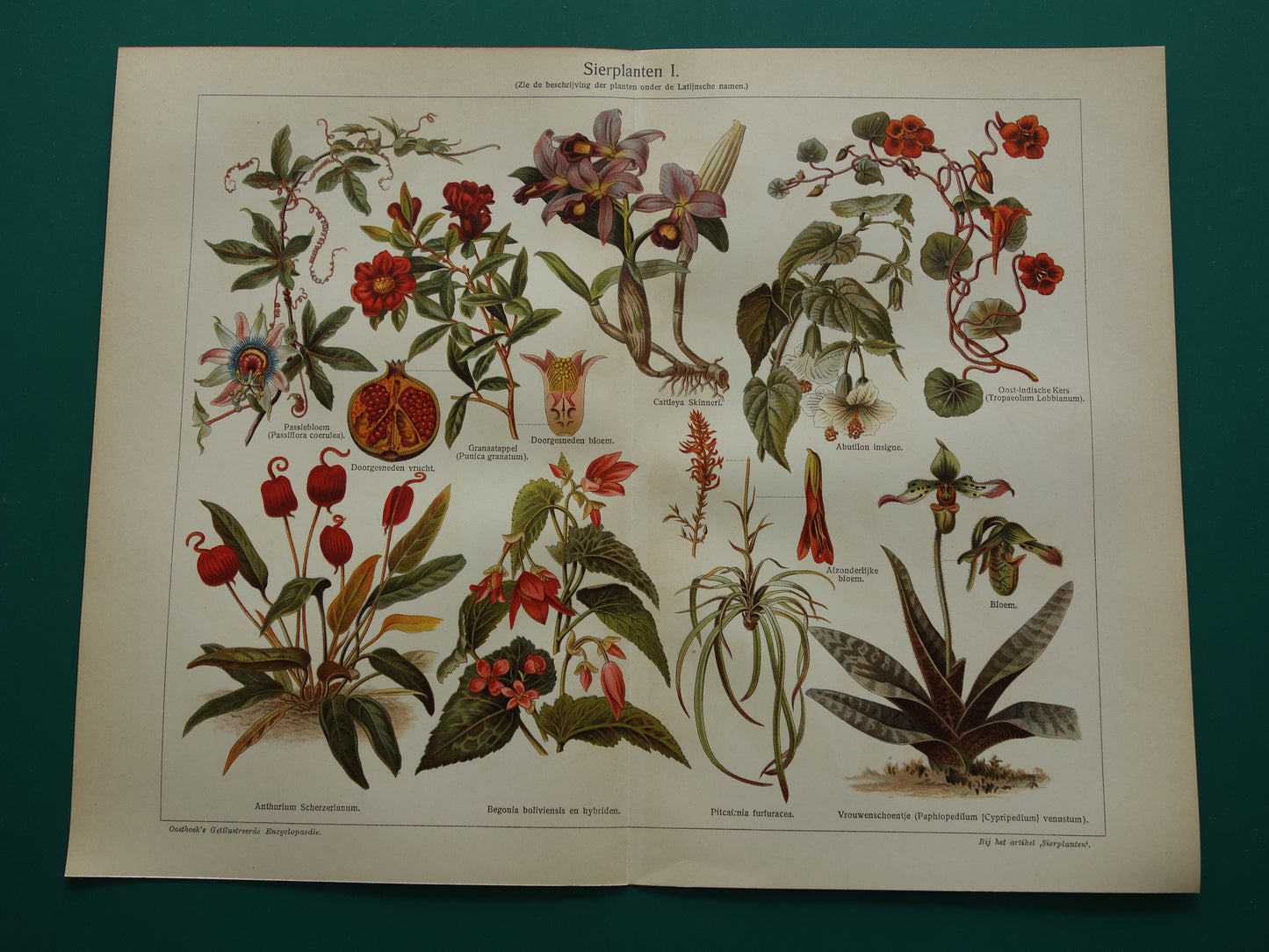 SIERPLANTEN Oude botanische prent uit het jaar Passiebloem Begonia 1930 originele vintage illustratie