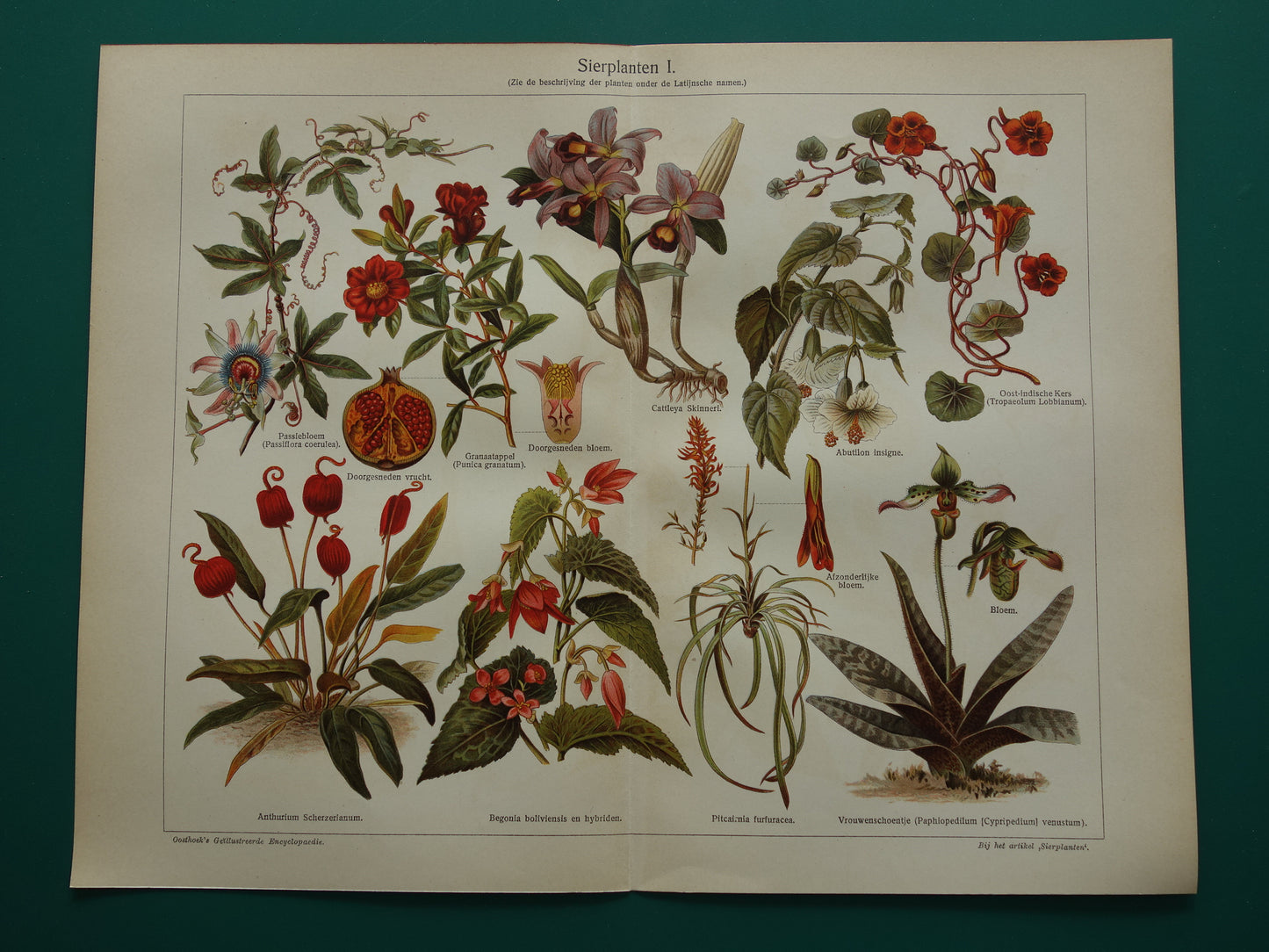 SIERPLANTEN Oude botanische prent uit het jaar Passiebloem Begonia 1930 originele vintage illustratie