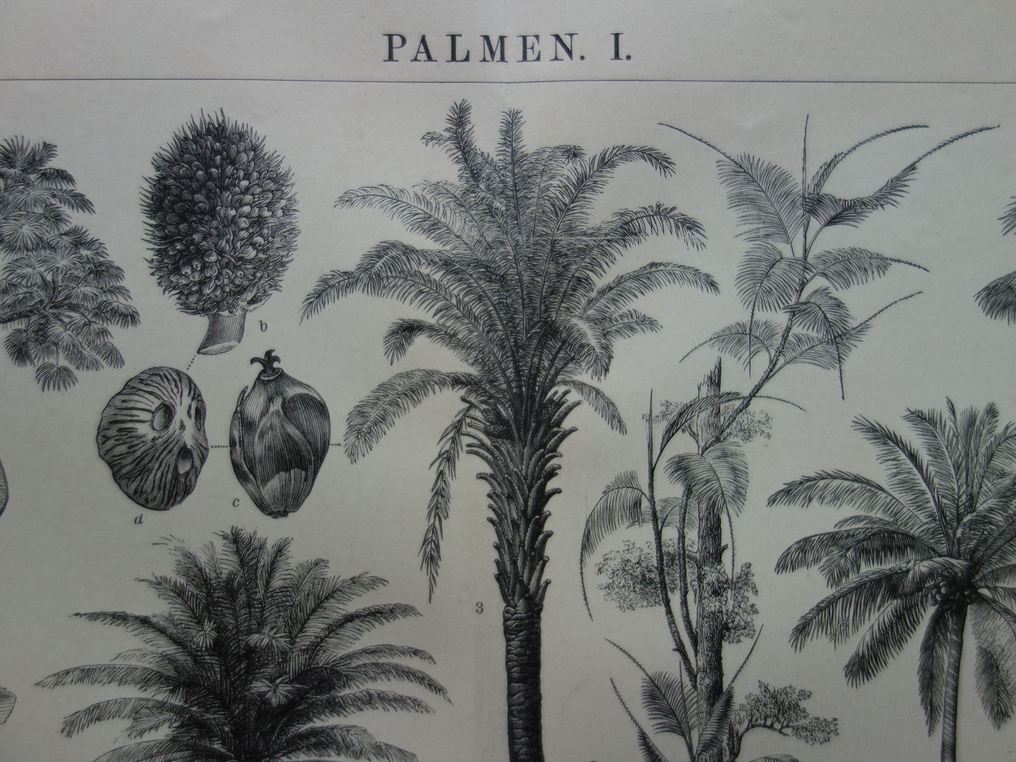 palmbomen vintage prints kopen palm palmen