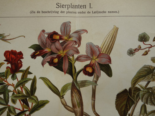 SIERPLANTEN Oude botanische prent uit het jaar Passiebloem Begonia 1930 originele vintage illustratie