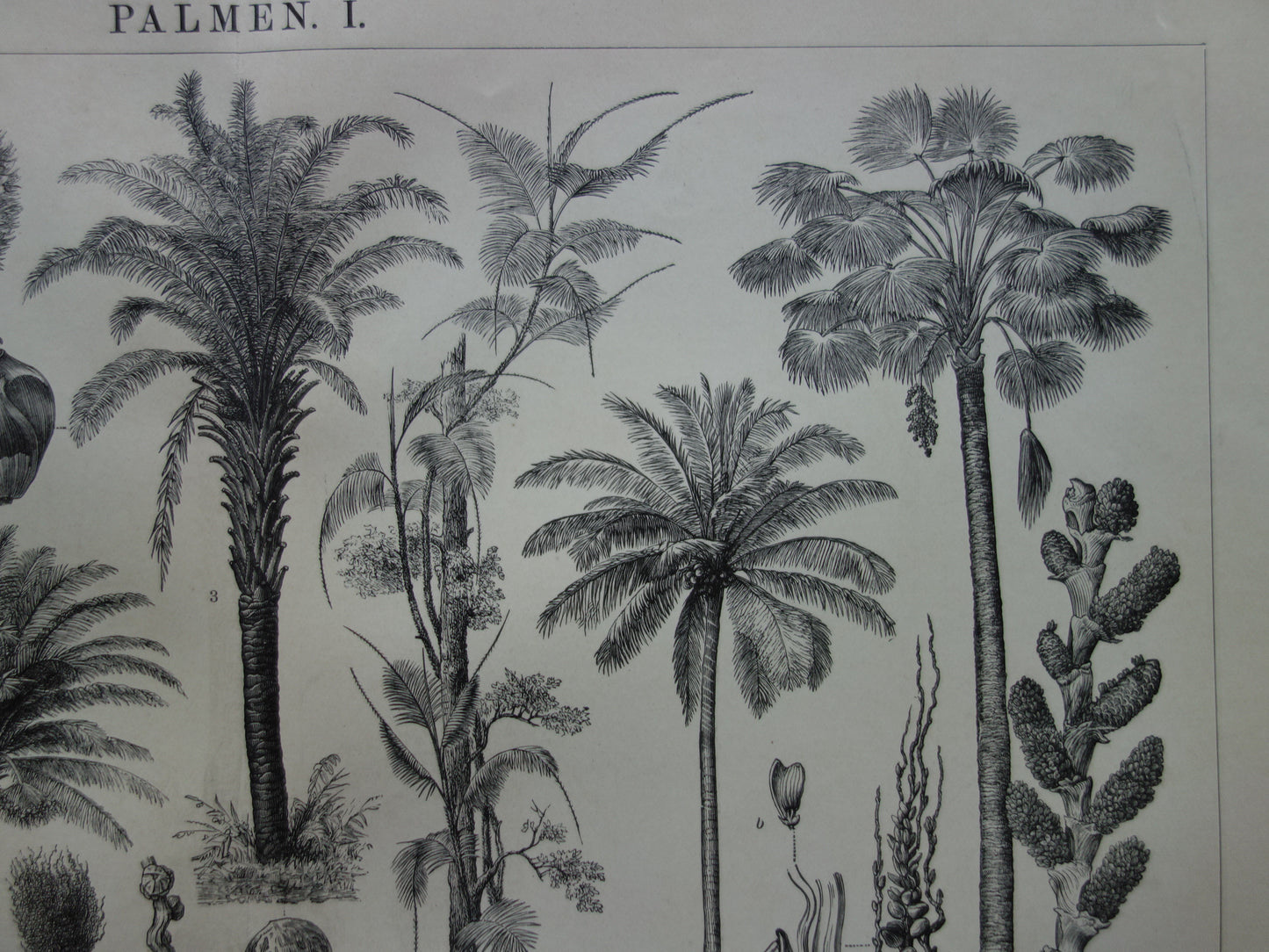 PALM TREE Vintage Druck von 1912 original holländischer antiker Palmendruck Alte botanische Drucke Kokospalme Dattelpalme Ölpalme Weinpalme