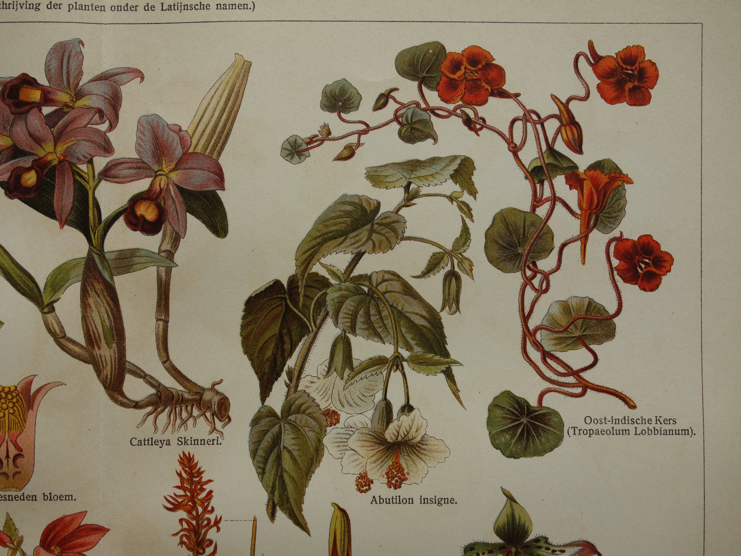 SIERPLANTEN Oude botanische prent uit het jaar Passiebloem Begonia 1930 originele vintage illustratie