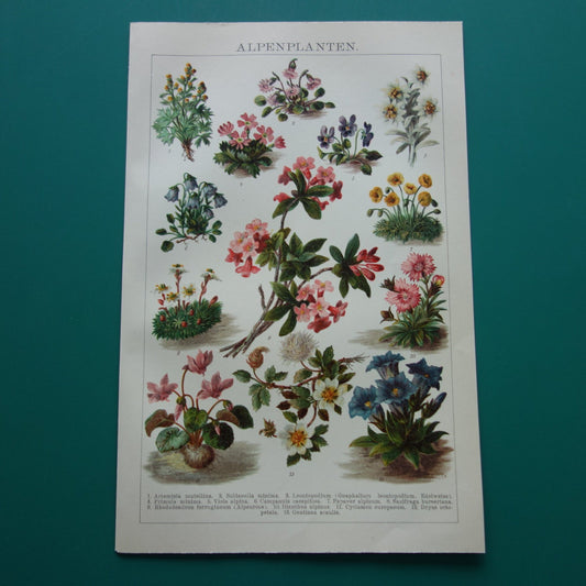 Oude Botanische Prent van Alpenplanten Originele antieke illustratie Edelweiss Dwergsleutelbloem vintage print Alpenroos