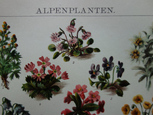 Oude Botanische Prent van Alpenplanten Originele antieke illustratie Edelweiss Dwergsleutelbloem vintage print Alpenroos