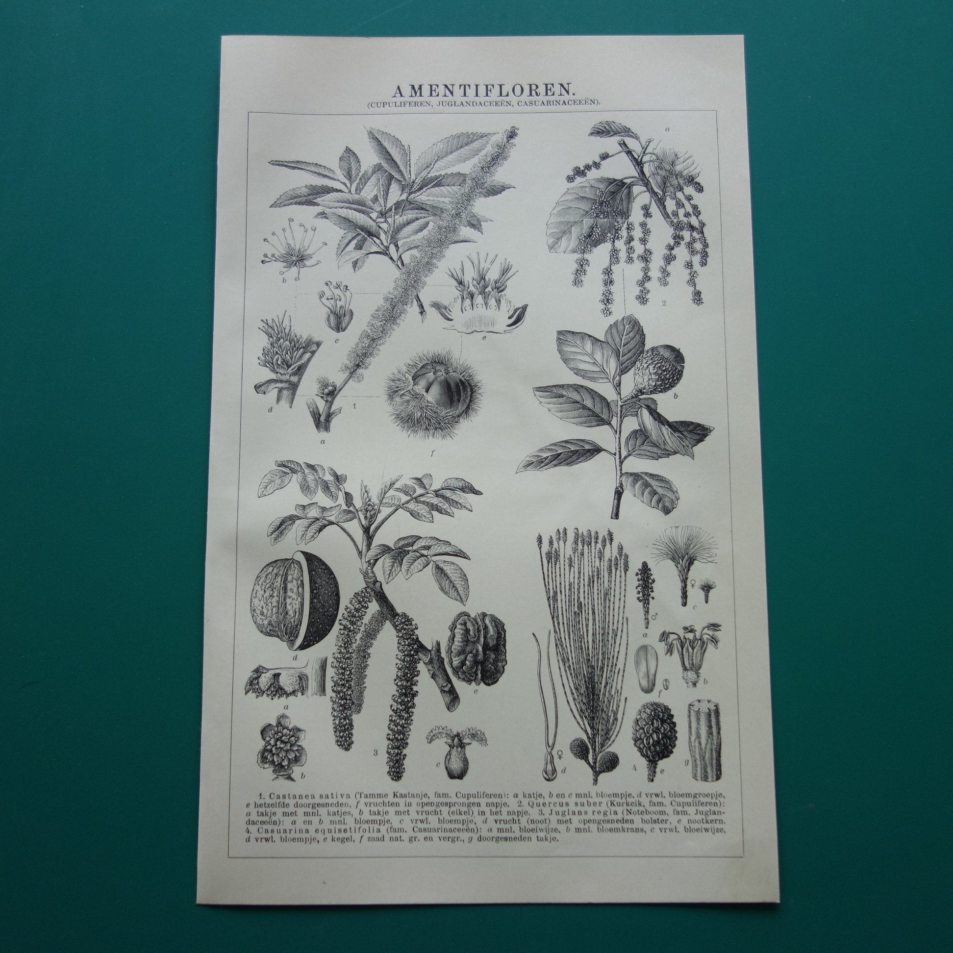 Oude Botanische Prent van Tamme Kastanje Kurkeik Notenboom Australische dennenboom Originele antieke illustratie vintage print