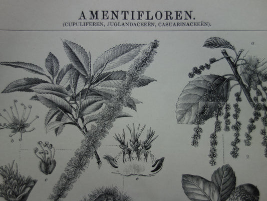 Oude Botanische Prent van Tamme Kastanje Kurkeik Notenboom Australische dennenboom Originele antieke illustratie vintage print