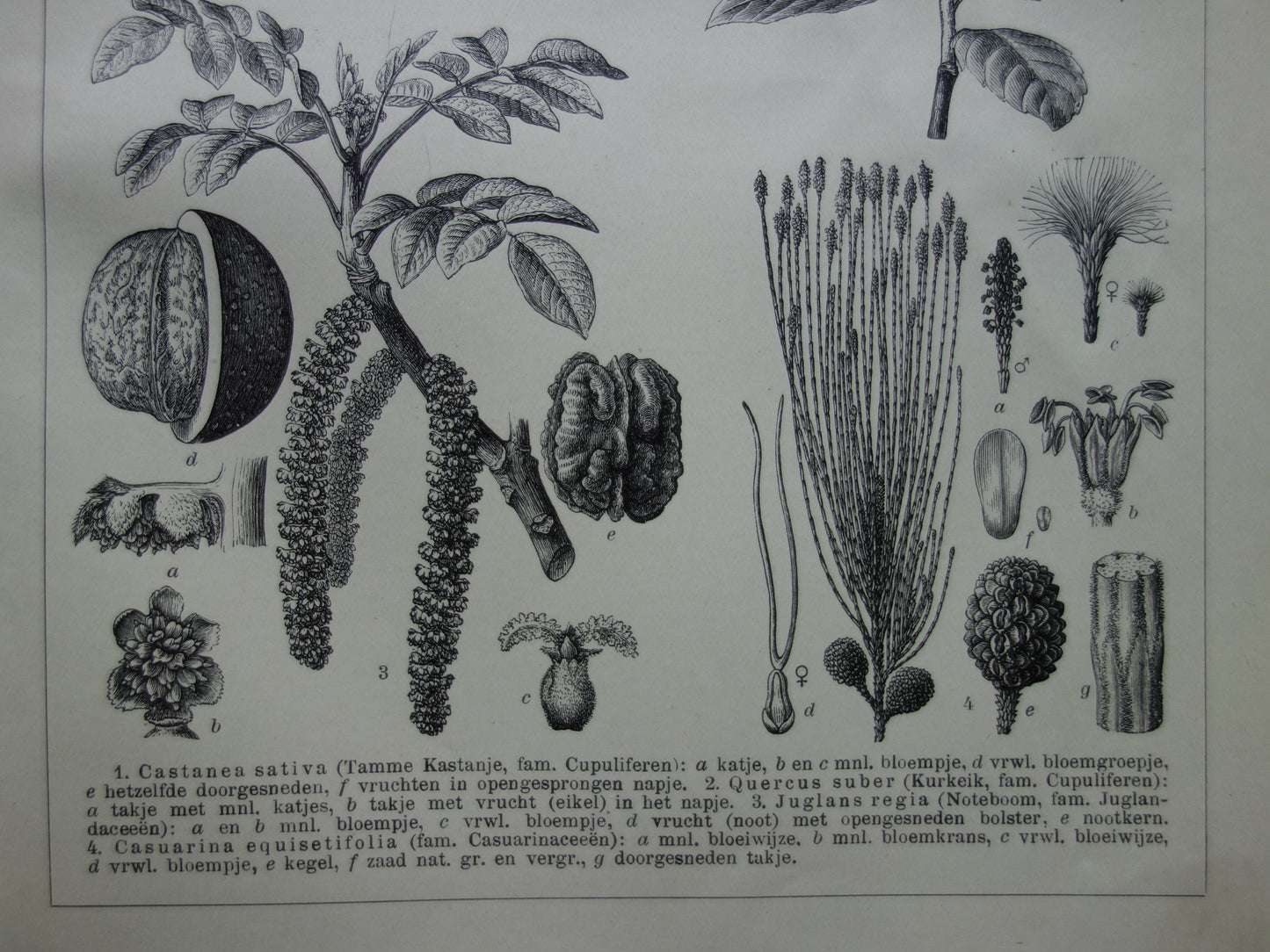 Oude Botanische Prent van Tamme Kastanje Kurkeik Notenboom Australische dennenboom Originele antieke illustratie vintage print