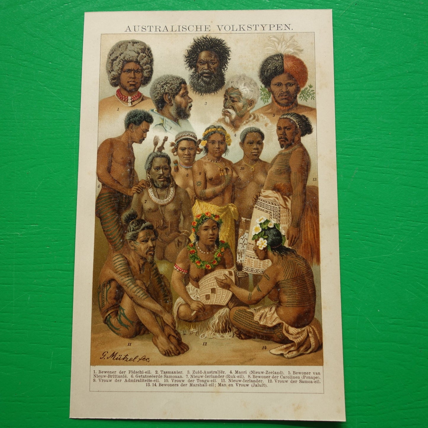 Oude prent van 'Australische' volken Antieke illustratie Maori Samoa Tonga Tasmanië Fiji Antropologie Etnologie Etnografie