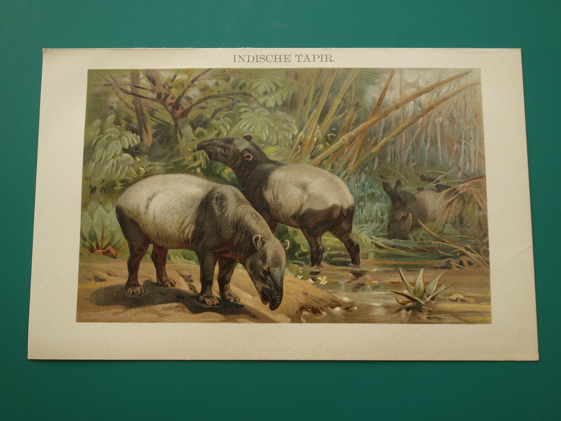 TAPIR vintage print originele antieke Nederlandse prent Indische Tapirs Maleise Tapir