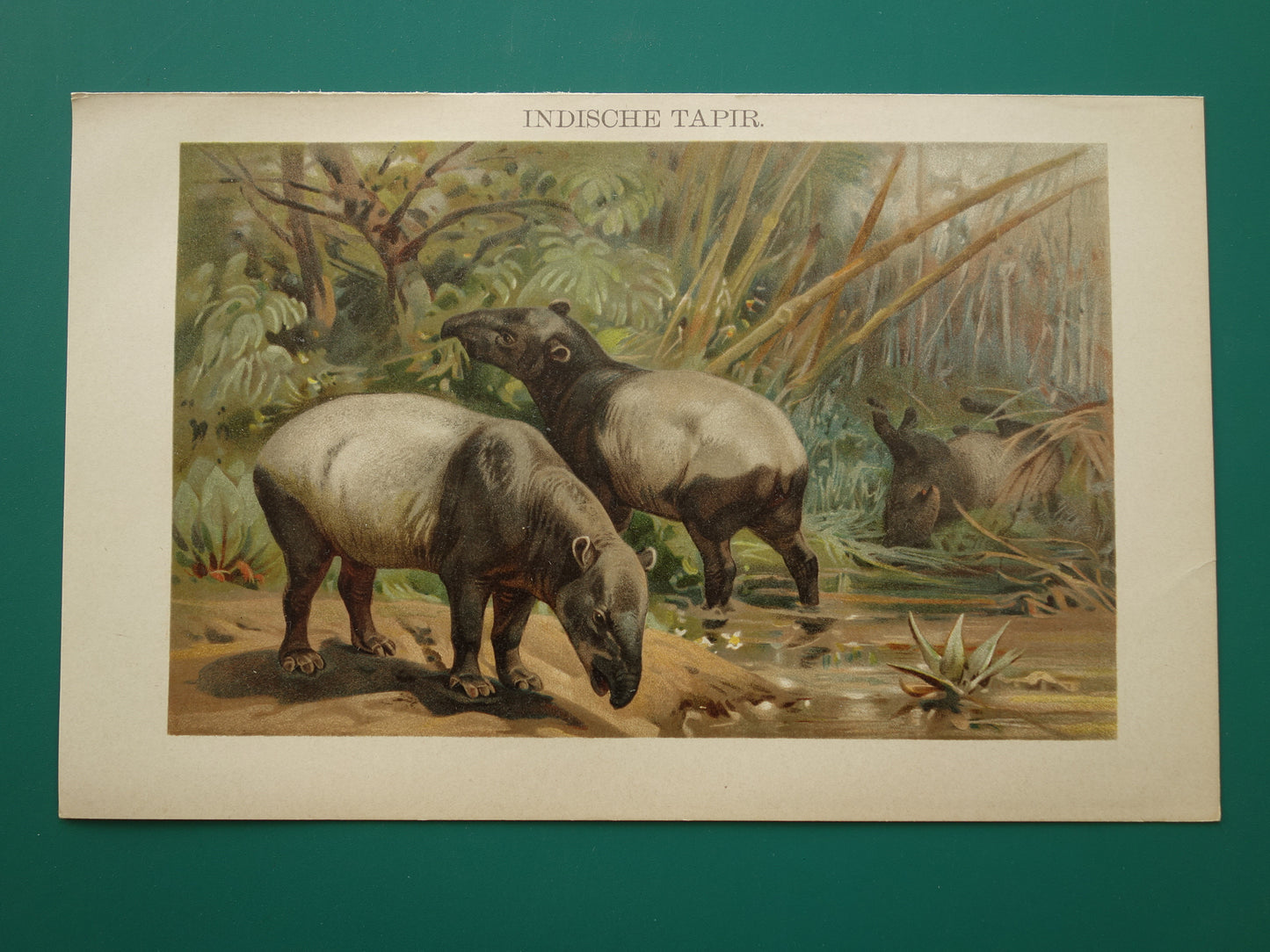 TAPIR vintage print originele antieke Nederlandse prent Indische Tapirs Maleise Tapir