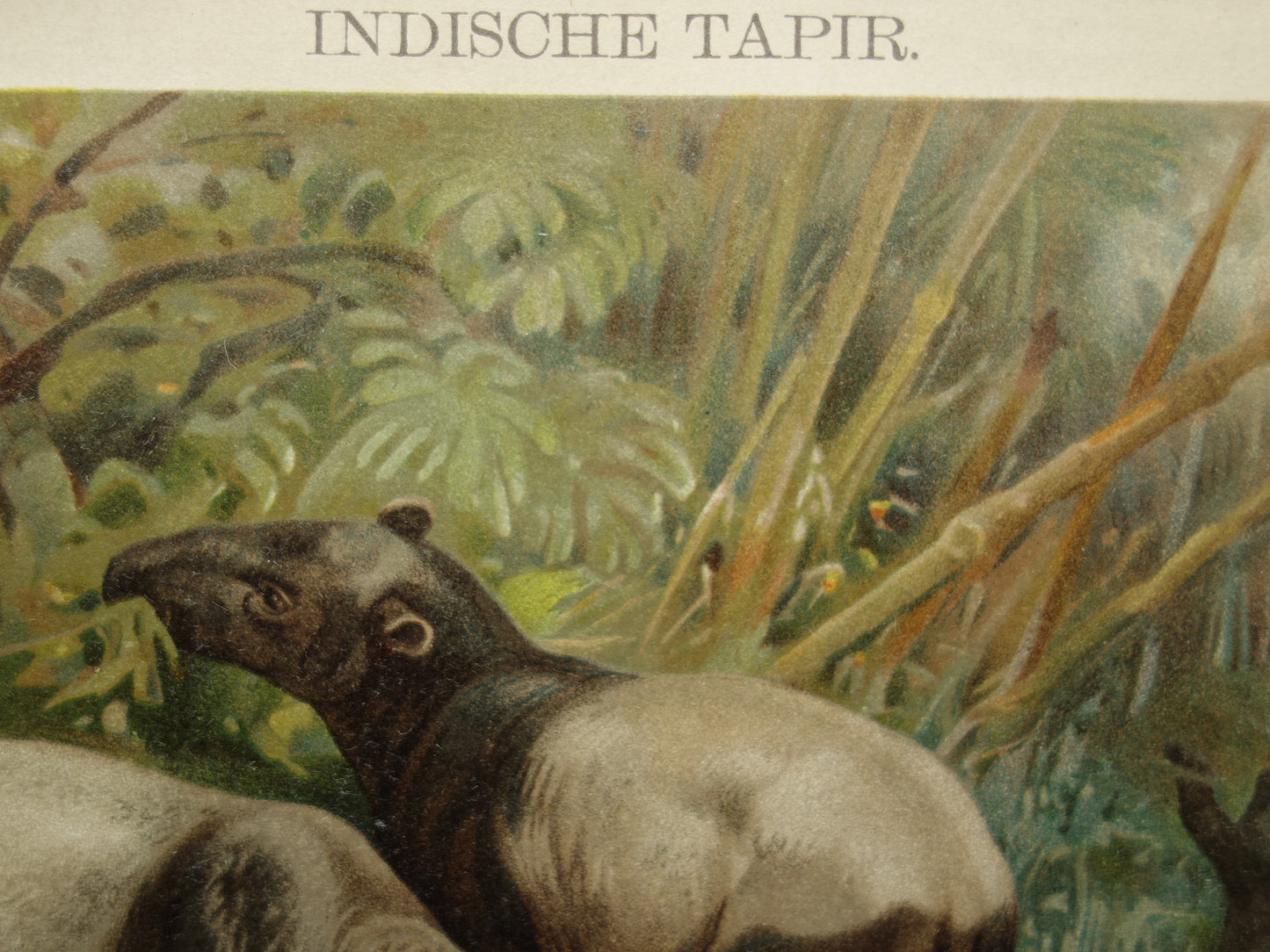 TAPIR vintage print originele antieke Nederlandse prent Indische Tapirs Maleise Tapir