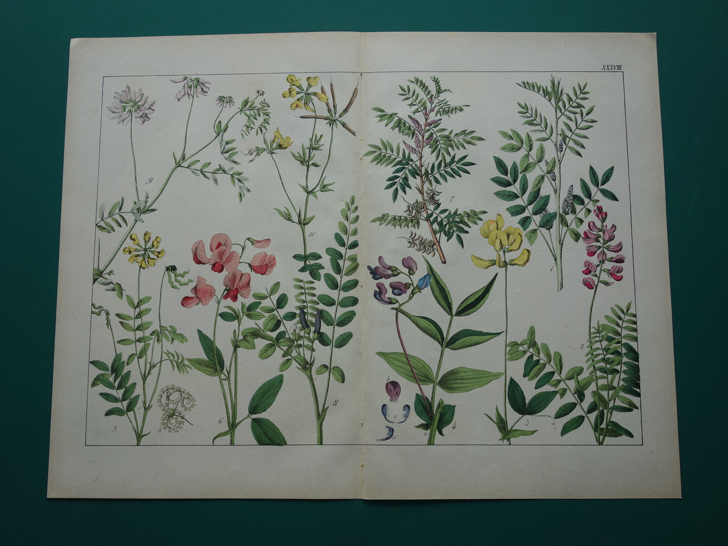 Oude Botanische Prent van Zoethout, Melkwikke, Paardenhoefklaver, Kroonwikke en andere bloemen 1874 originele antieke botanische illustratie